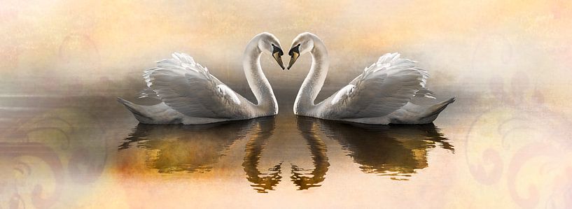 Cygnes par Adriaan Kastelein