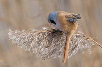 Rosier barbu par une froide journée d'hiver.