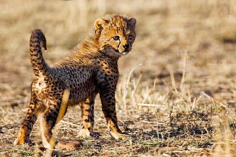 Gepardenbaby von Peter Michel