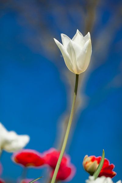 witte tulp par Karin Keesmaat Kijk-Kunst