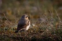 Tapuit in het gouden licht van Gotland