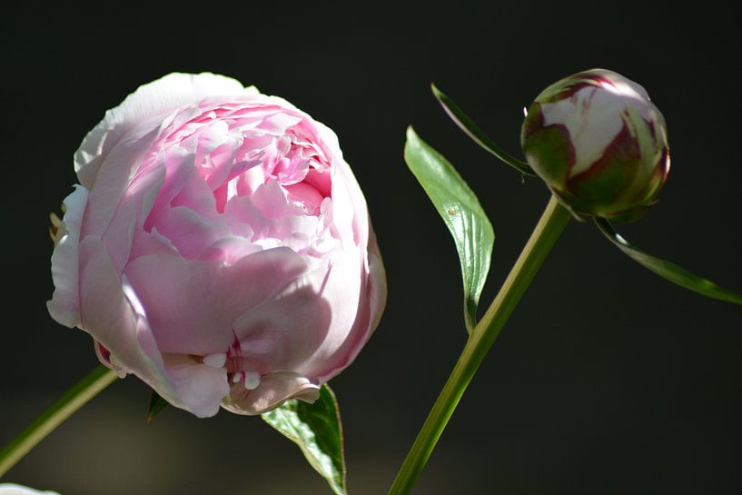 Pivoine rose par FotoGraaGHanneke