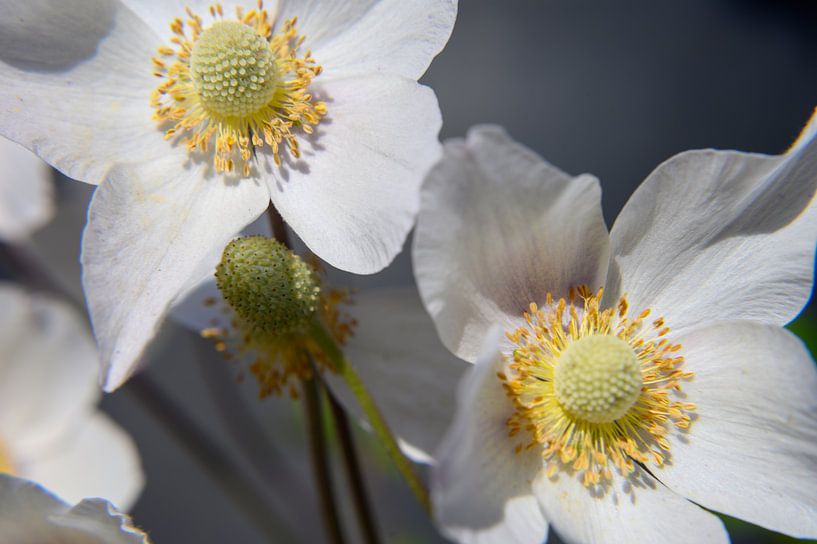 Außerordentlich von Ellinor Creation