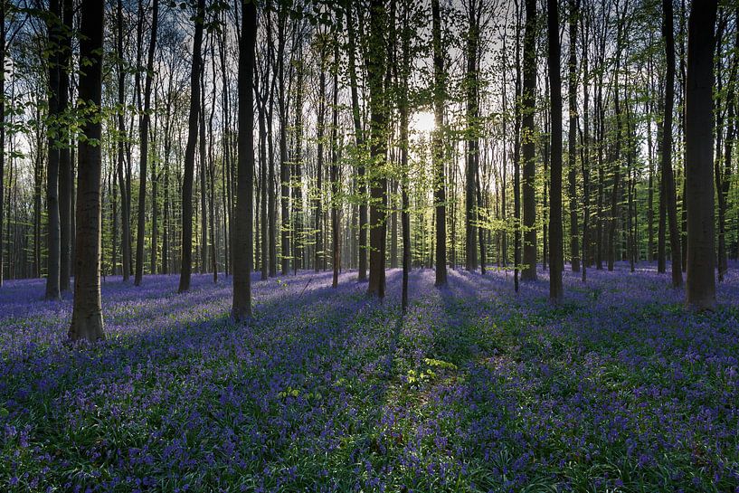 Les rayons du soleil illuminent la forêt par Menno Schaefer