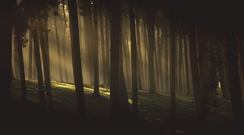 lever du soleil dans les bois sombres par Mark Zanderink