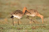 Pair of black-tailed godwit forages in the meadow
