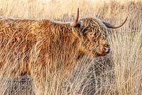 Schottischer Highlander