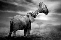 Appel à candidature