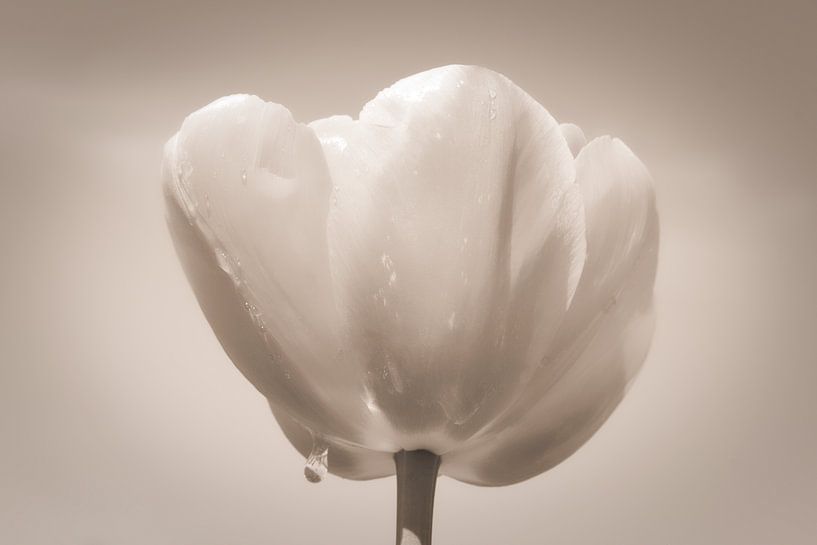Tulip with raindrop caramel color by WeVaFotografie