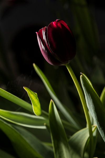 Tulipe par Geert-Jan Timmermans