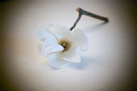 Weiße Magnolienblüte, der Beginn des Frühlings