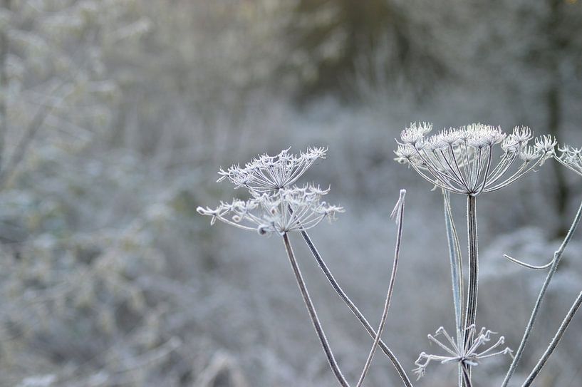 Weißer Frost von Lisanne Rodenburg
