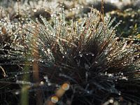 L'herbe des dunes avec la rosée
