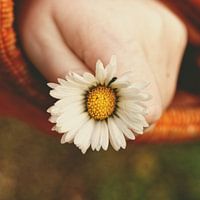 Gänseblümchen für Dich