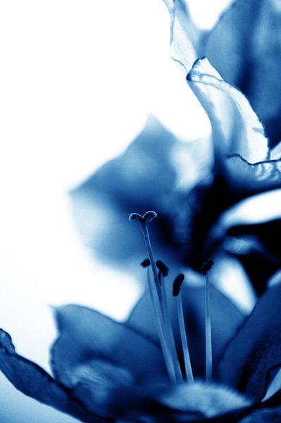 Amaryllis 13 - trots en liefdevol van Mariska van Vondelen