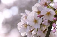 Zacht pastel, Kersenbloesem