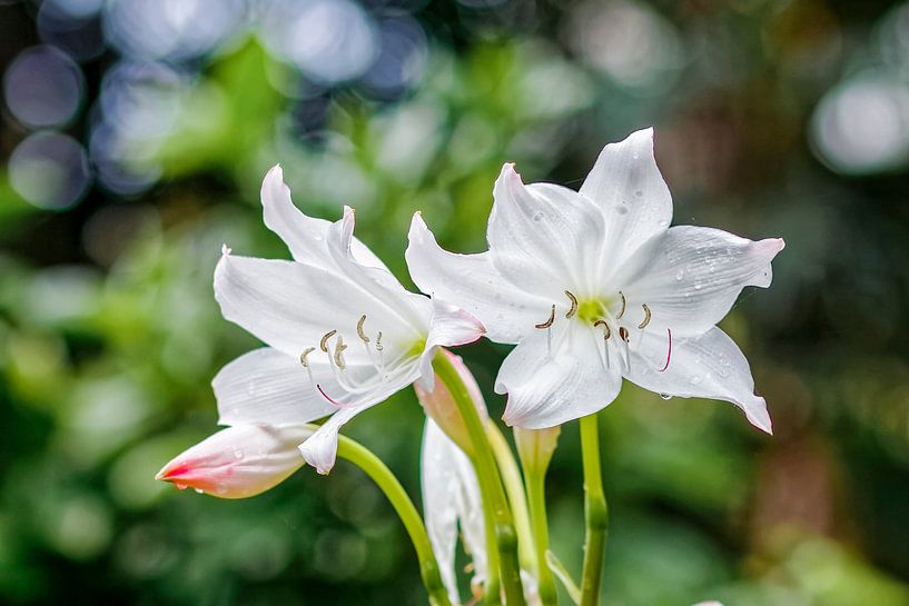 Powell Hakenlilie - Crinum powellii - Afrique du Sud par Dieter Meyer
