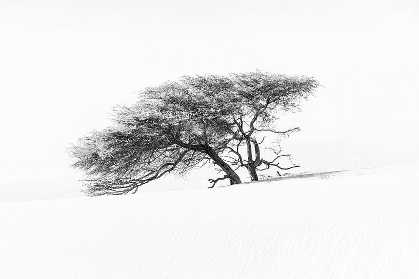 Einsamer afrikanischer Baum in der Wüste Sahara von Photolovers reisfotografie