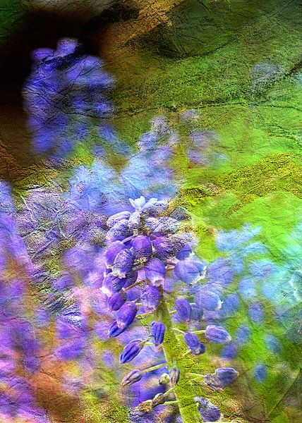 MUSCARI v4 von Pia Schneider