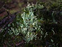 Bekermos op een omgehakte boomstam.