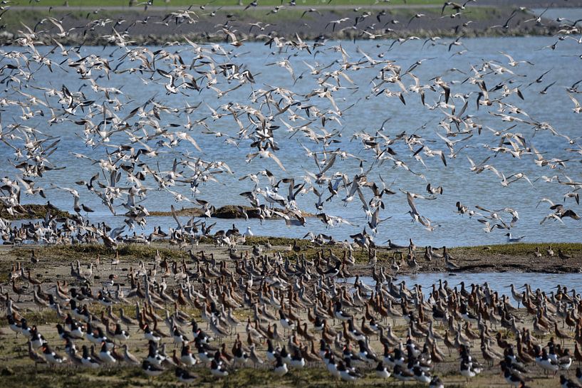 Grutto's op Terschelling by Sjoukje Hamstra-Bouma