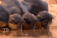 Rotes Fransenäffchen