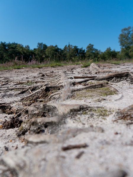 Wurzeln im Wald von ronald Bergen Bravenboer