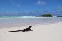 Leguan am Strand der Galapagos-Inseln