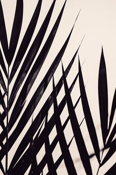 Guldpalm black by Pictufy Studio III