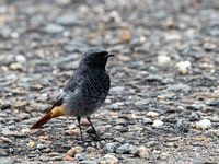 Black redstart