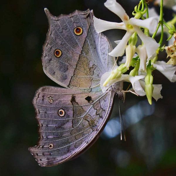 Le Papillon Blanc par Elcee Vision