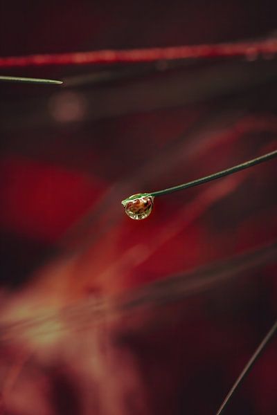 Wassertropfen von Pixel4ormer