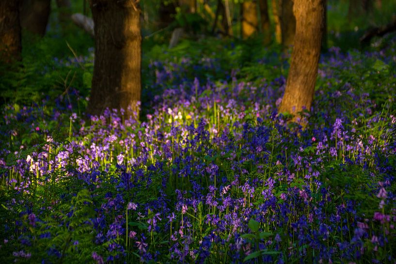 Dernière lumière du jour par Margreet Frowijn