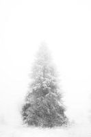 'WINTER' ,trees in the fog. Black-and-white photography.