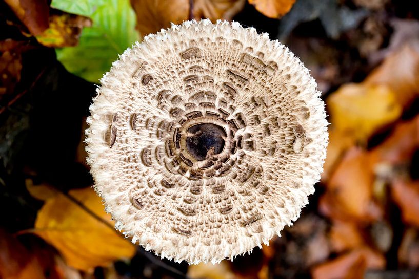 Mushroom by Angelika Stern