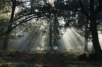 Des rayons de soleil à travers les arbres sur la Veluwe
