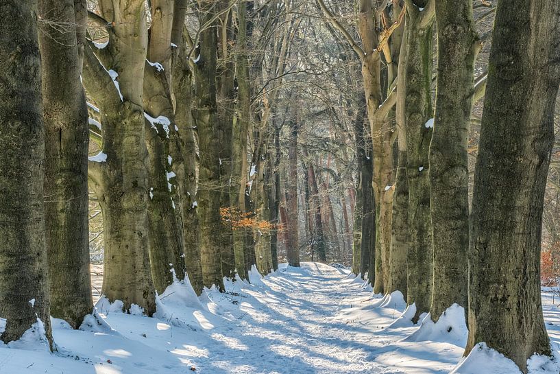 Winter im Wald von Moetwil en van Dijk - Fotografie