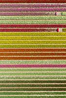 Färgfält med avbrott. 