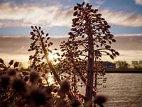 Red flowering stalks along water during golden hour