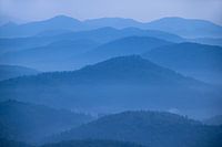 BLAUE STUNDE im Pfälzer Wald