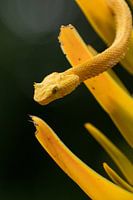 Yellow eyelash palm pitviper, Costa Rica