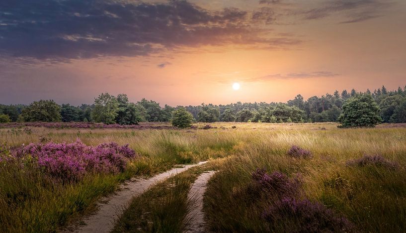 Heidelandschaft mit Sonnenuntergang von Peschen Photography