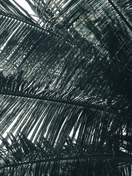 Palme Sri Lanka von Kimberley Jekel