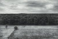 High above the trees