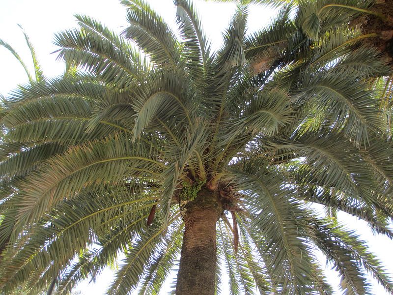 Palmboom von Iris Blonk