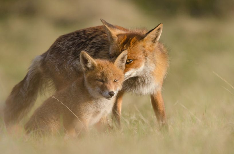 Vos - &quot;Never Lose You Out of my Sight&quot; par Carla Boogaard