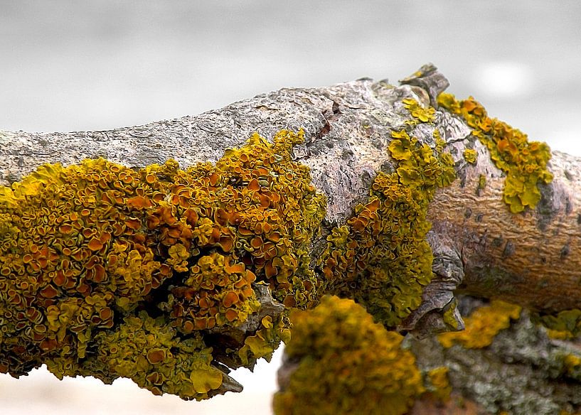  flotsam and jetsam no8 par Pia Schneider