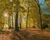Wald in Herbstfarben auf dem Landgut Vogelenzang, Vogelenzang, , Noord-Holland, Niederlande