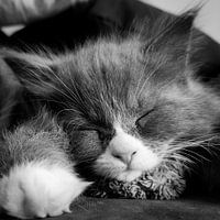 Schlafendes Maincoon-Jungtier