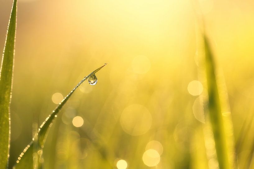 Bijou du matin par LHJB Photography